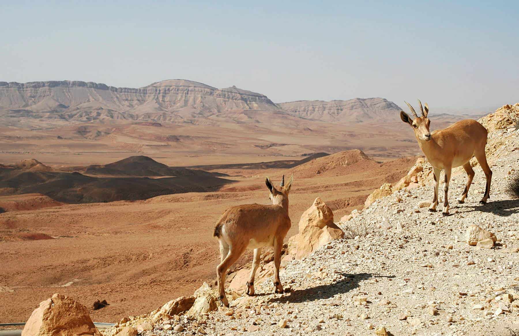 Two nubian ibexes on a desert hillside with arid mountains in the background.